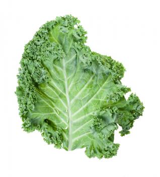 fresh green leaf of curly-leaf kale (leaf cabbage) isolated on white background