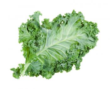 single green leaf of curly-leaf kale (leaf cabbage) isolated on white background