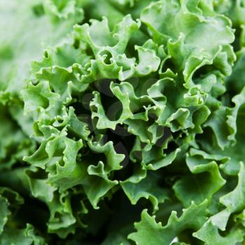 natural food square background - curled edges of curly-leaf kale (leaf cabbage) close-up