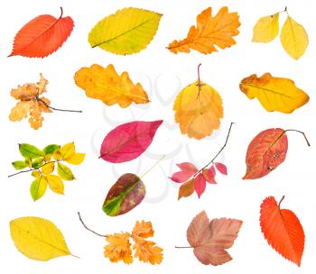 various fallen leaves and twigs isolated on white background
