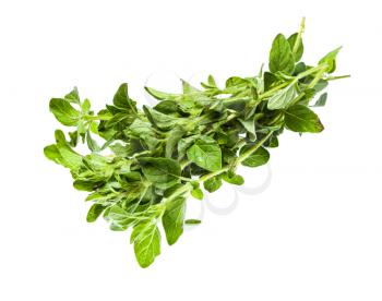 bundle of fresh Oregano herb isolated on white background