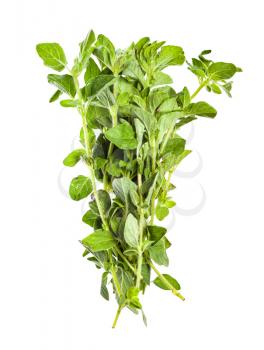 pile of fresh Oregano herb isolated on white background