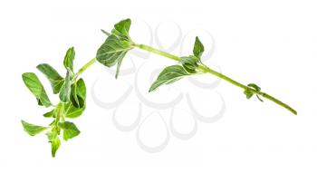 shoot of fresh Oregano herb isolated on white background
