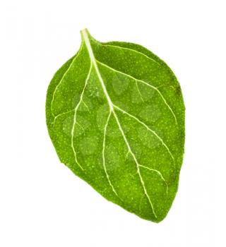 green leaf of Oregano herb isolated on white background