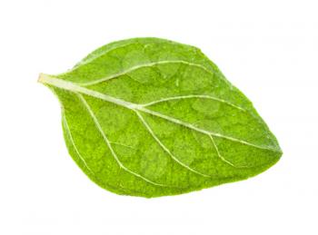 single leaf of Oregano herb isolated on white background