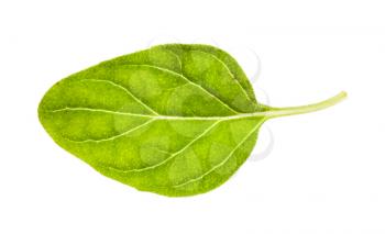fresh leaf of Oregano herb isolated on white background