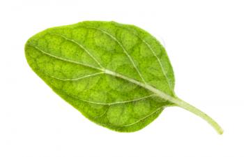 natural leaf of Oregano herb isolated on white background
