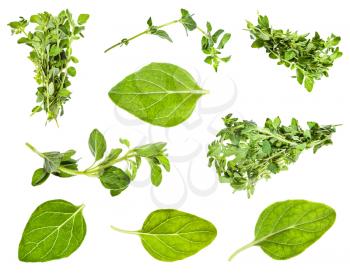 set of leaves and twigs of oregano plant isolated on white background