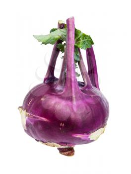 ripe bulb of purple kohlrabi cabbage isolated on white background