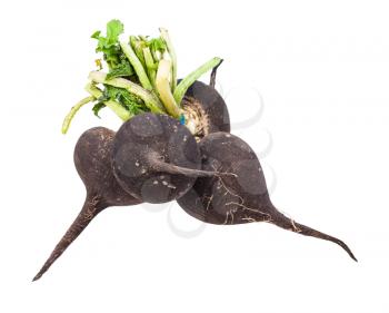 bunch of little black radish taproots with green foliage isolated on white background