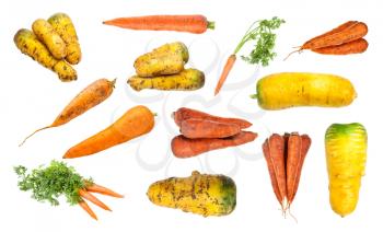 set of various ripe organic carrot taproots isolated on white background