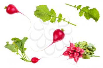 set of organic little red radish taproots isolated on white background
