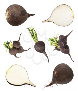 set from various black radish taproots isolated on white background
