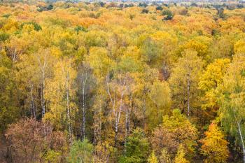 aerial view of yellow birch grove in colorful forest on overcast autumn day