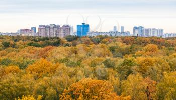 panoramic view of yellow city park and residential district on horizon in overcast autumn morning
