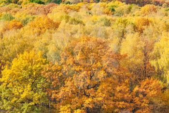 aerial view with orange oak tree in yellow forest on sunny autumn day