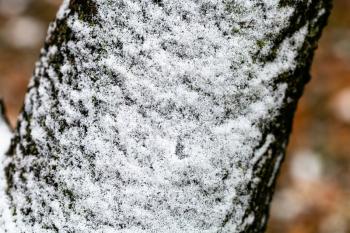 the first snow on trunk of old apple tree close up on autumn day