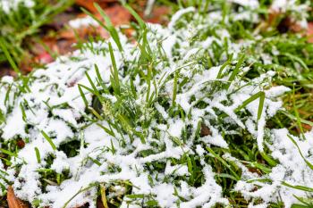 green grass covered by the first snow close up on meadow on cold autumn day