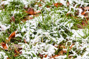 green grass covered by the first snow on meadow with fallen leaves on cold autumn day