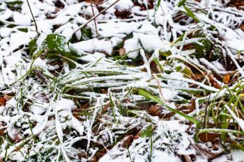 the first snow covers lawn with green grass and fallen leaves on cold autumn day