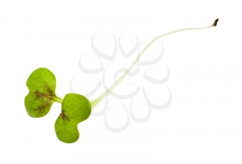 sprout of fresh green mustard cress isolated on white background