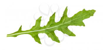 fresh leaf of Arugula (rocket, eruca, rucola) plant isolated on white background
