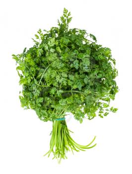 bunch of green Chervil (Anthriscus cerefolium, French parsley) herb isolated on white background