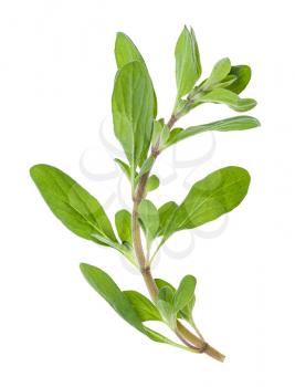 fresh marjoram (Origanum majorana) herb isolated on white background