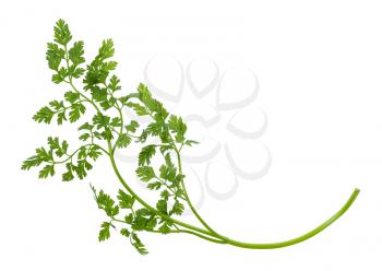 twig of fresh Chervil (Anthriscus cerefolium, French parsley) herb isolated on white background