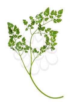 shoot of fresh Chervil (Anthriscus cerefolium, French parsley) herb isolated on white background
