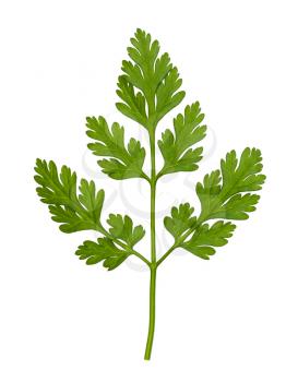 leaves of fresh Chervil (Anthriscus cerefolium, French parsley) herb isolated on white background