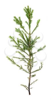 single branch of spruce tree isolated on white background