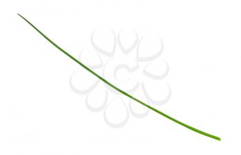 fresh single leaf of Chives isolated on white background