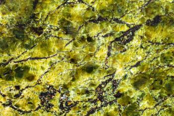 background from polished natural Serpentinite (Lizardite) rock close up