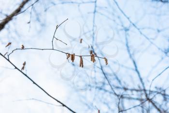 twig of alder tree with fresh catkins and blue sky on background in forest during last snowfall in spring evening