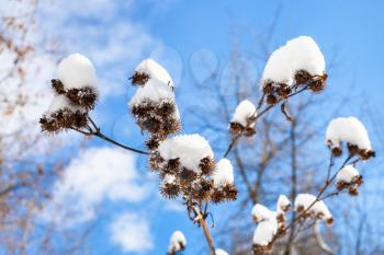 capitula of burdock close-up covered by fresh snow and blue sky on background on sunny spring day