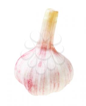 single bulb of fresh young garlic isolated on white background