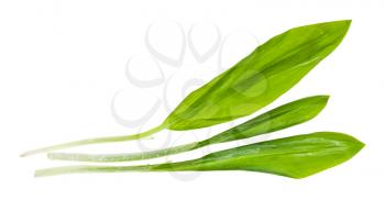 three separated twigs of fresh wild garlic (ramson) isolated on white background