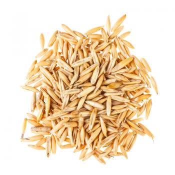 handful of dry seeds of cultivated oats isolated on white background
