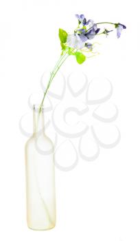 artificial flowers in manually frosted glass brandy bottle isolated on white background
