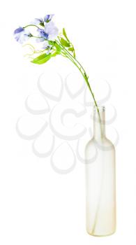 artificial flowers of sweet pea in manually tinted glass brandy bottle isolated on white background