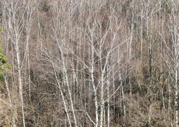natural background - above view of bare birch trees in forest on sunny March day