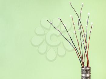 pussy willow sunday (palm sunday) feast concept - bunch of flowering pussy-willow twigs in vintage pewter jug on khaki pastel background with copyspace