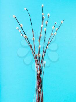 vertical pussy willow sunday (palm sunday) feast still-life - flowering pussy-willow twigs in glass vase on aquamarine pastel background