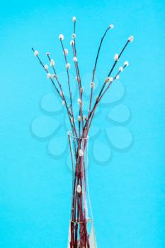 vertical pussy willow sunday (palm sunday) feast still-life - flowering pussy-willow twigs in glass vase on blue pastel background