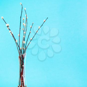 pussy willow sunday (palm sunday) feast concept - bundle of downy pussy-willow twigs in glass vaze on aquamarine pastel background with copyspace