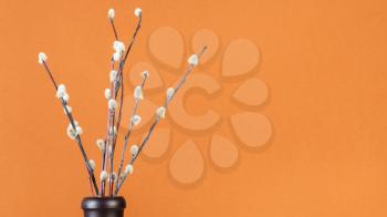 pussy willow sunday (palm sunday) feast concept - downy pussy-willow twigs in ceramic bottle on orange brown pastel panoramic background with copyspace