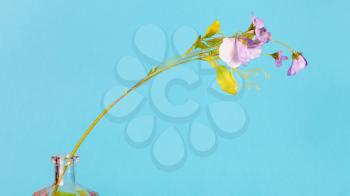 artificial flower in glass bottle on blue pastel color panoramic background