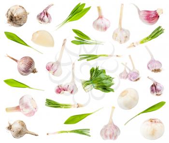 set of various edible garlic vegetables isolated on white background
