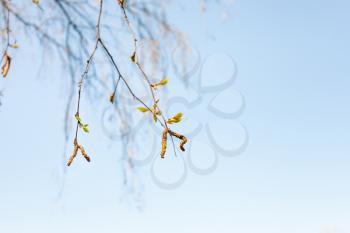 twigs with young leaves and catkins of birch tree and blue sky on background on spring sunny day (focus on green leaves on foreground)